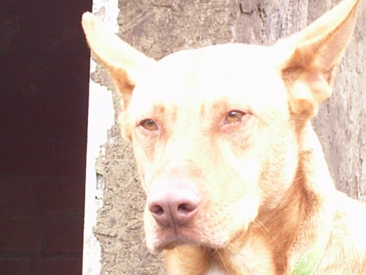 kifi que es un poco travieso pero mira que bien posa kifi que es un poco travieso pero mira que bien posa